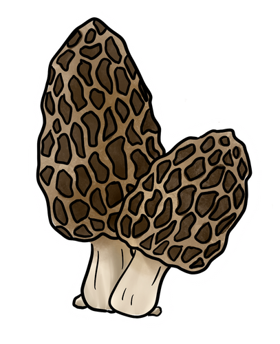 Morel Sticker