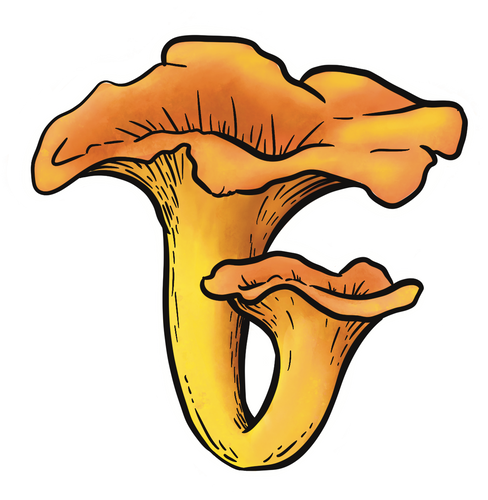Chanterelle Sticker