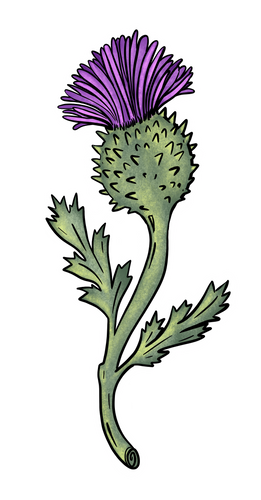 Thistle Sticker